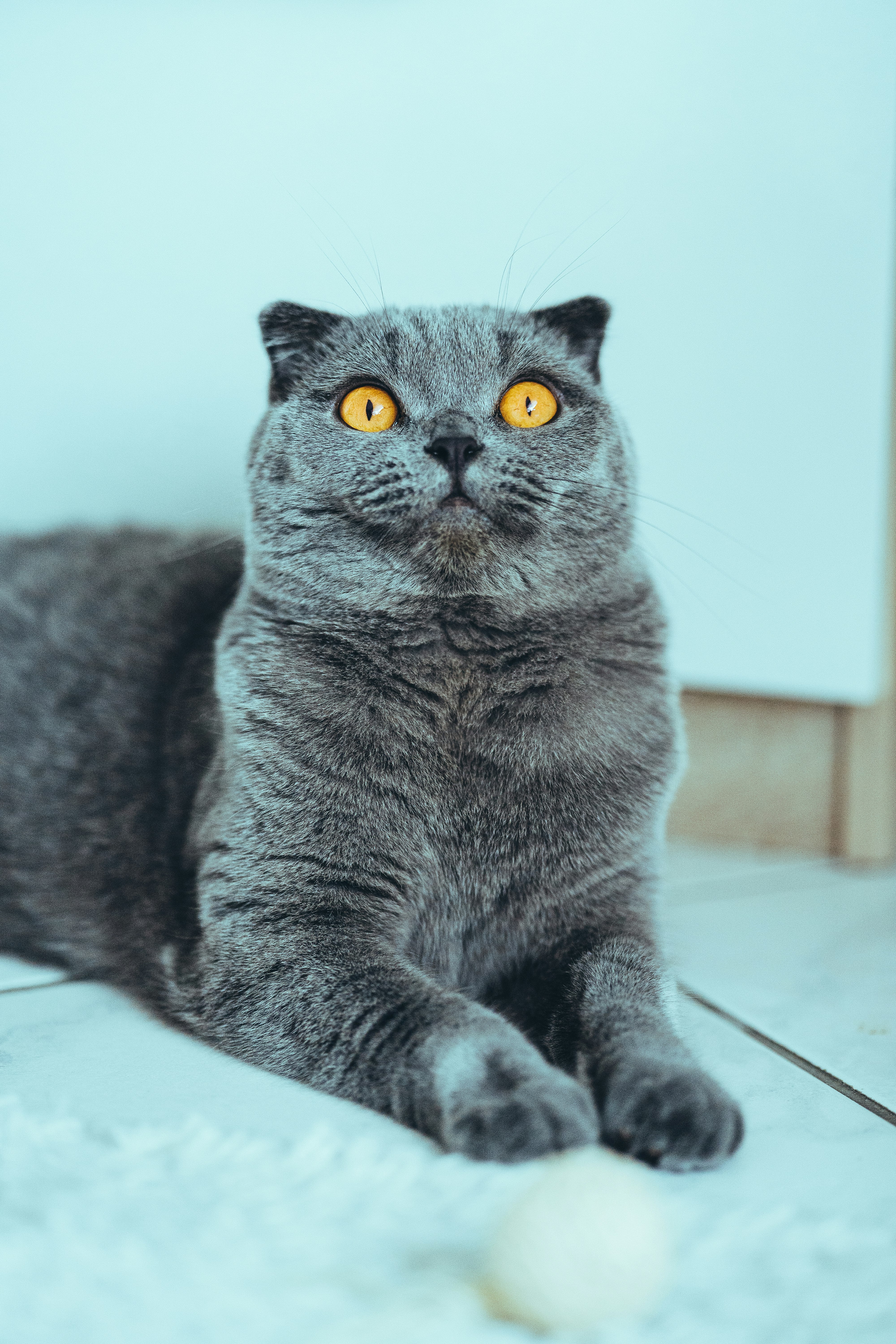 russian blue cat on white table